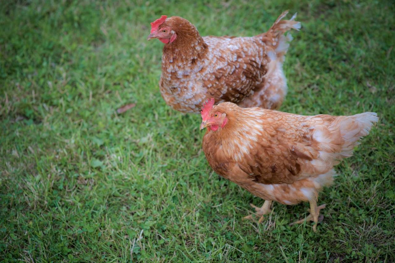 Tourist Farm Firbas Bed & Breakfast Cerkvenjak Luaran gambar